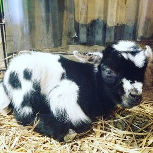 Meet your Posher, Leah